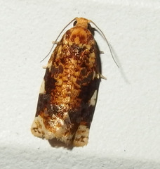 Archips argyrospila