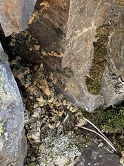 Myriopteris gracillima