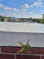 Asplenium platyneuron