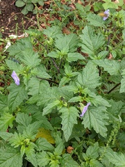 Nicandra physalodes