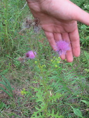 Cirsium muticum