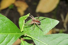 Dolomedes
