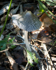 Coprinopsis picacea