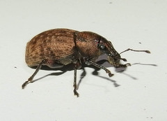 Barynotus obscurus