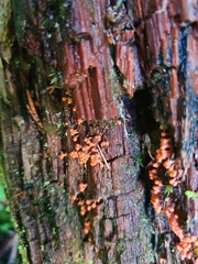 Hemitrichia decipiens