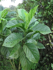 Macrocarpaea macrophylla