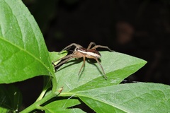 Dolomedes