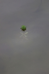 Myriophyllum aquaticum