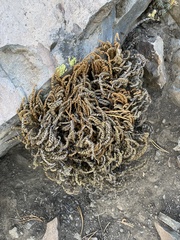 Myriopteris gracillima