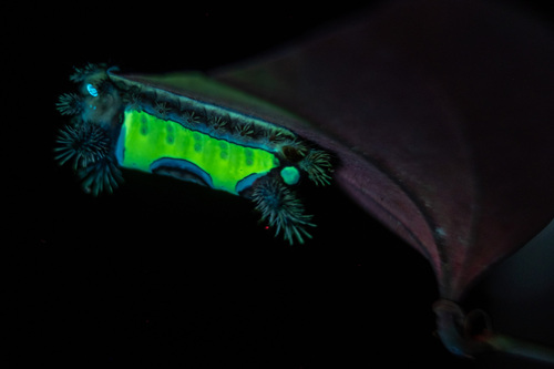 Saddleback caterpillar moth