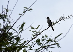 Tyrannus caudifasciatus