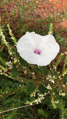 Ipomoea pandurata