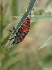 Spilostethus saxatilis