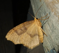 Lambdina fiscellaria