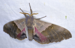 Pachysphinx modesta