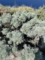 Artemisia arborescens