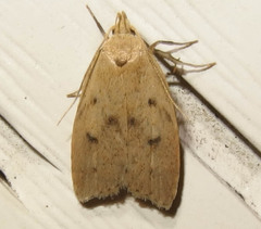 Machimia tentoriferella