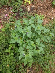 Nicandra physalodes