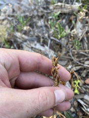 Penstemon fruticosus