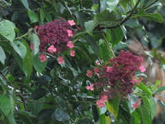 Hydrangea