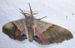 Pachysphinx modesta