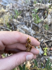 Penstemon fruticosus