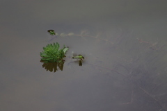 Myriophyllum aquaticum