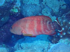 Cephalopholis urodeta