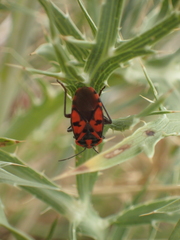 Spilostethus saxatilis