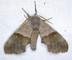 Pachysphinx modesta