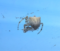Araneidae
