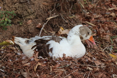 Anser anser domesticus