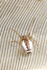 Frontinellina frutetorum