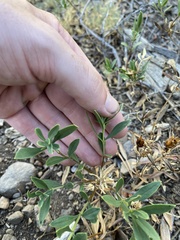 Penstemon fruticosus