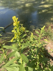 Solidago lepida