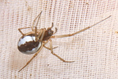 Frontinellina frutetorum