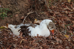 Anser anser domesticus