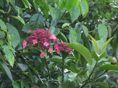 Hydrangea