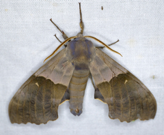 Pachysphinx modesta