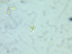 Ankistrodesmus densus