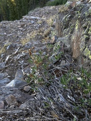 Penstemon fruticosus