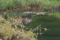 Amazonetta brasiliensis