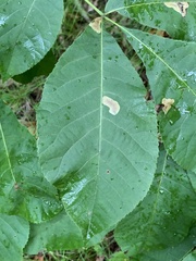 Cameraria caryaefoliella
