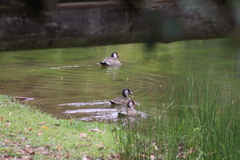 Amazonetta brasiliensis