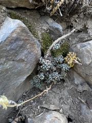 Sedum lanceolatum