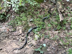 Pantherophis spiloides