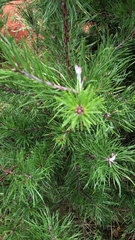 Pinus virginiana