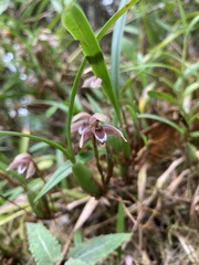 Maxillaria