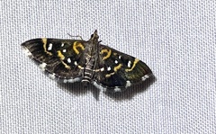 Diathrausta harlequinalis