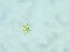 Ankistrodesmus densus